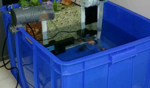 周轉(zhuǎn)箱做魚缸養(yǎng)魚