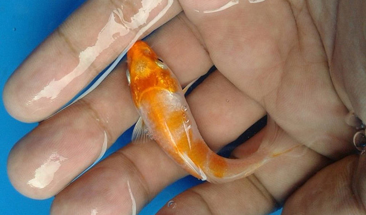 周轉(zhuǎn)箱養(yǎng)魚靠譜嗎？怕漏水看這里