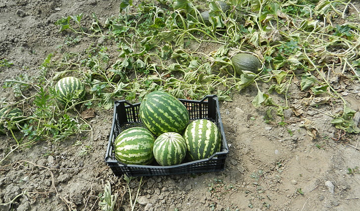 水果塑料周轉(zhuǎn)箱筐批發(fā)，快到筐里來(lái)！