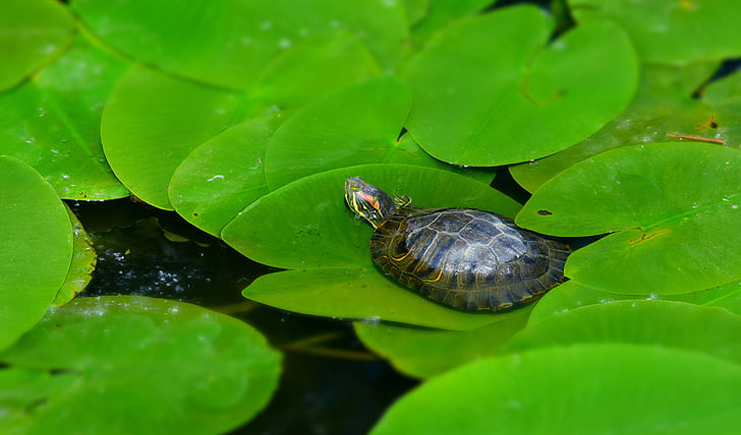 養(yǎng)龜周轉(zhuǎn)箱買白色還是藍(lán)色？它顏色的秘密是？
